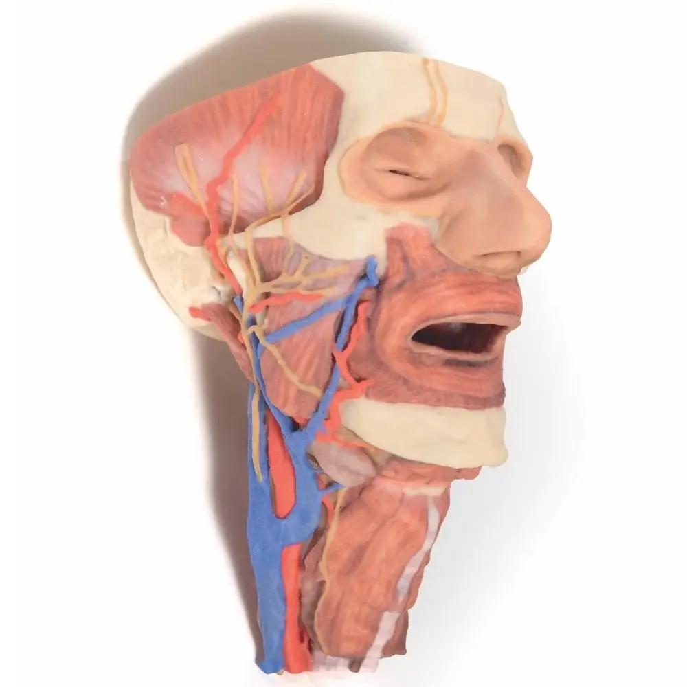 3D Printed Head and Neck Models