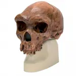 Replica Homo Erectus Pekinensis Skull (Weidenreich, 1940)