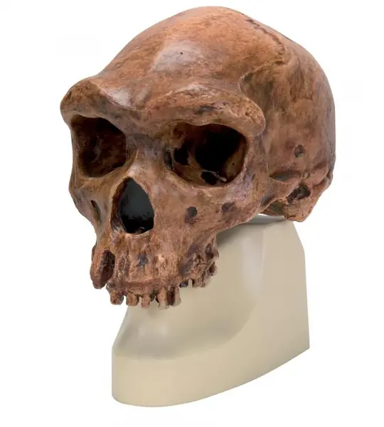 Replica Homo Erectus Pekinensis Skull (Weidenreich, 1940)