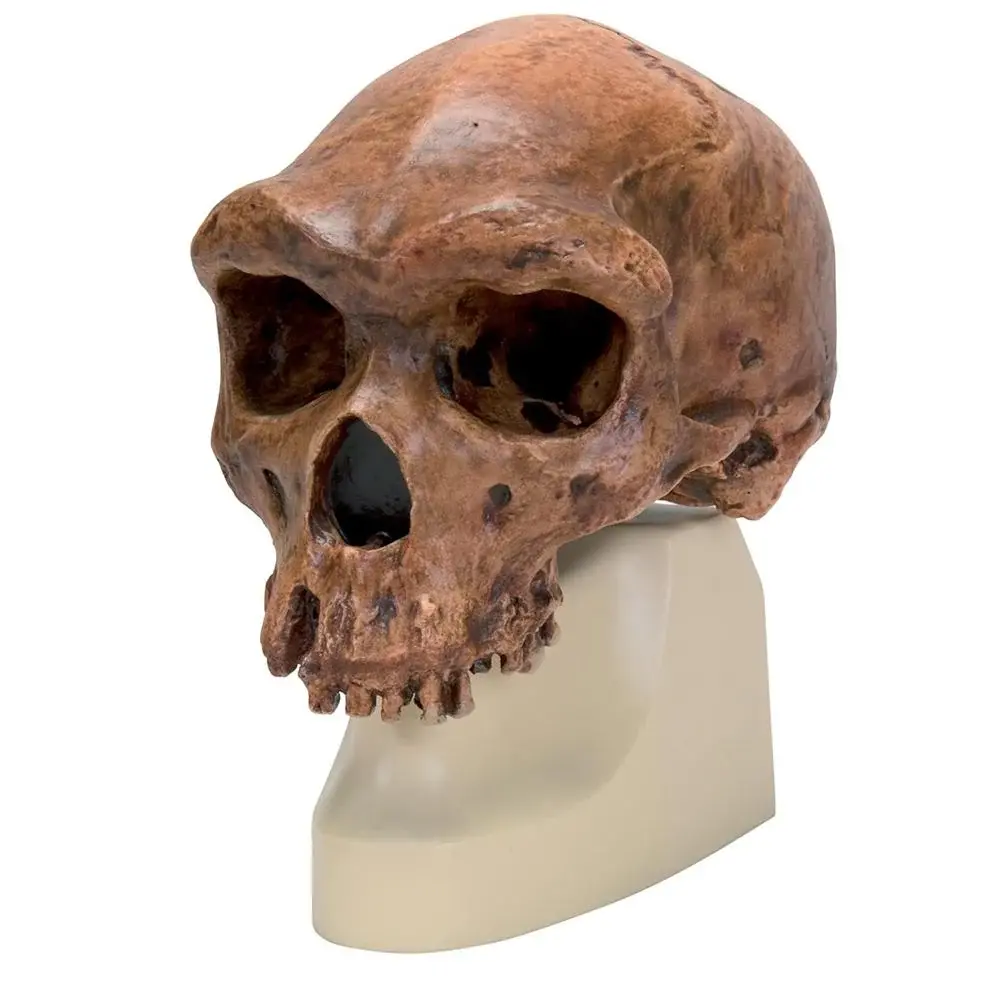 Anthropological Skull Models