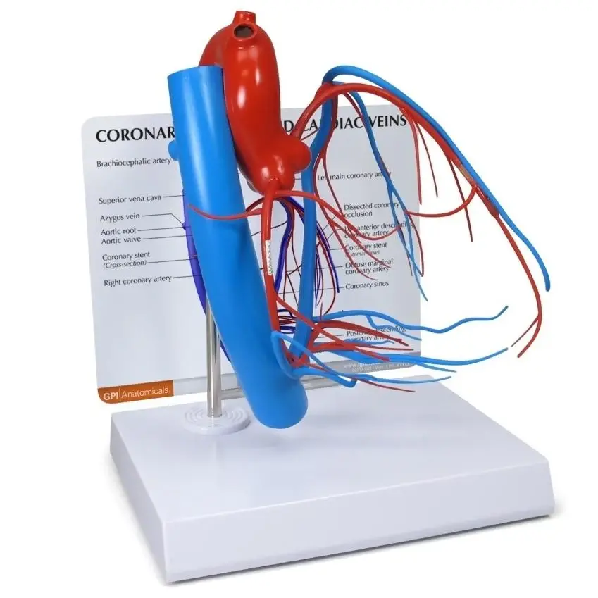 Artery and Vein Models