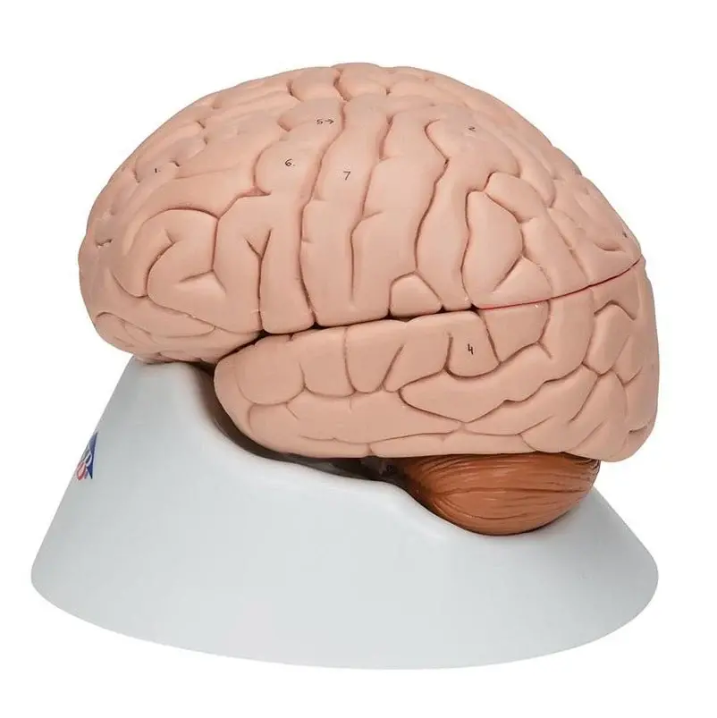 Brain Models