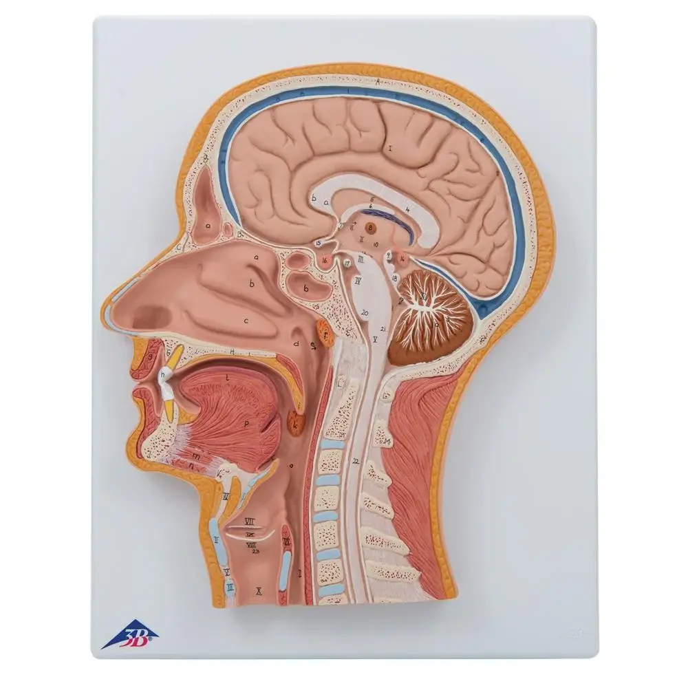 Head and Neck Models