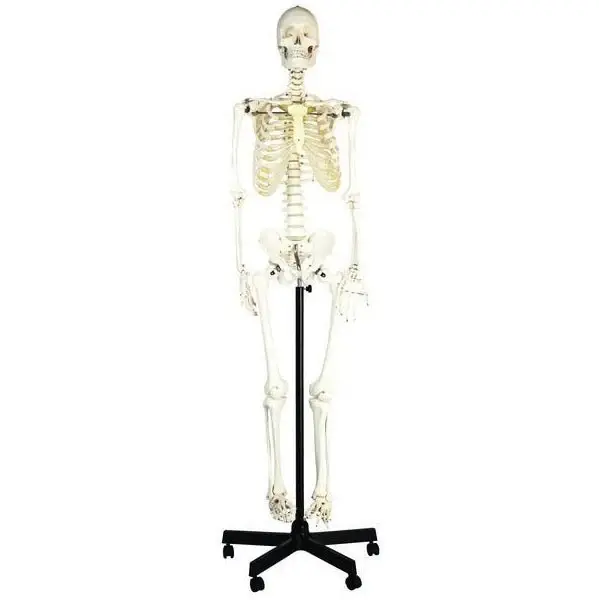 Life-Size Skeleton Models
