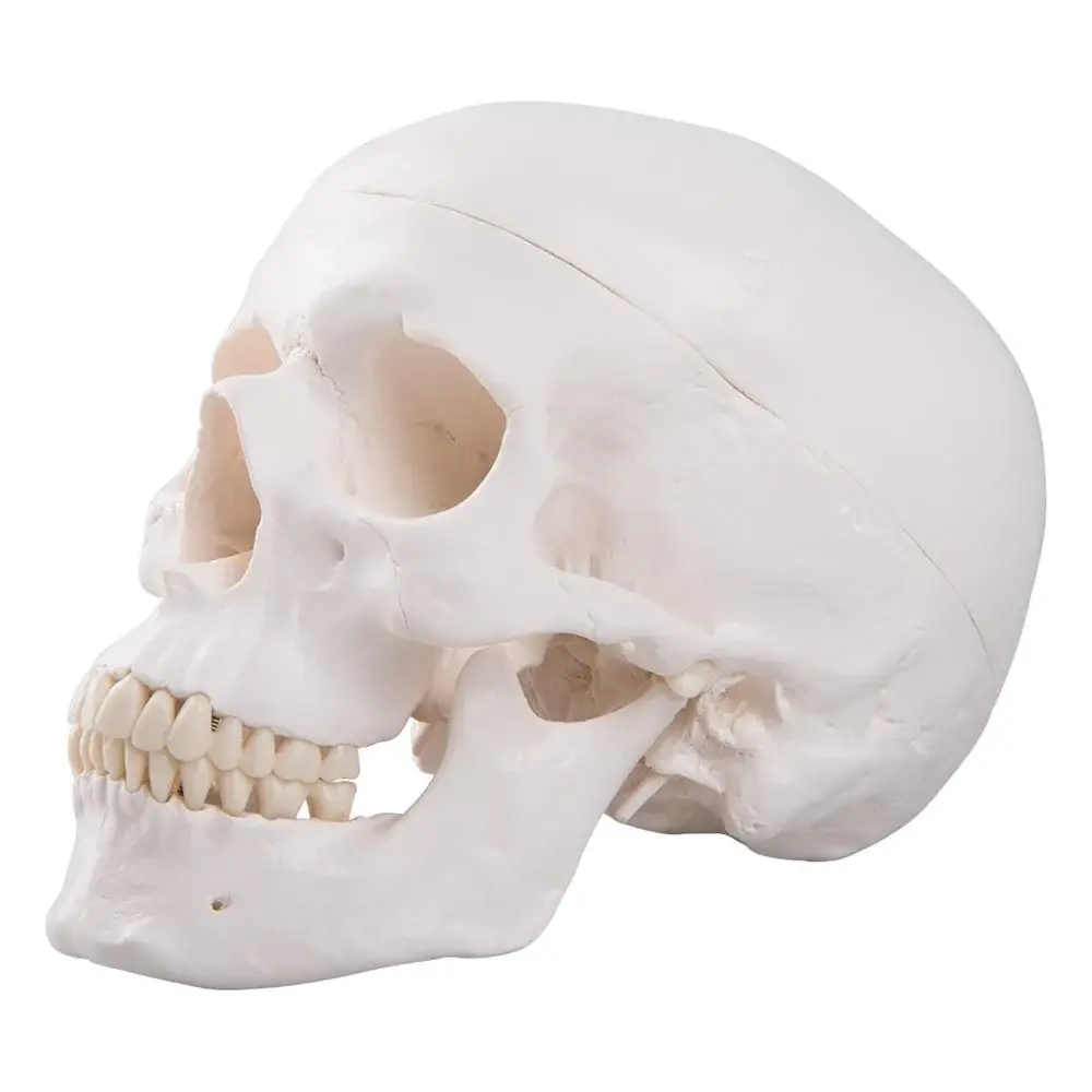 Skull Models