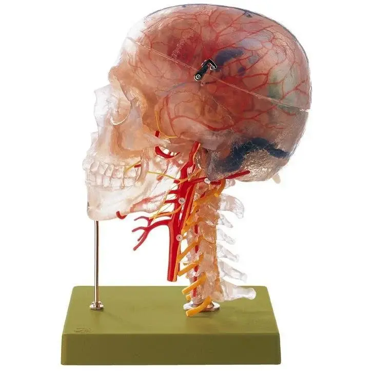SOMSO Anatomical Models