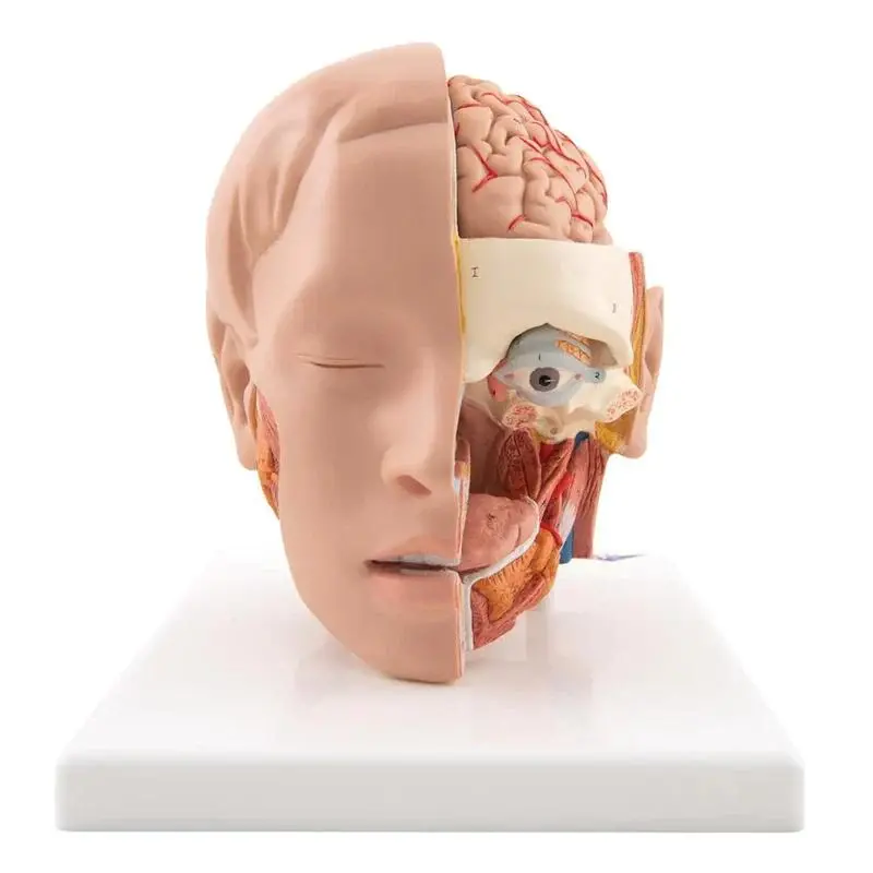 Anatomy Models