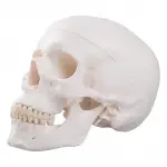 Classic Human Skull Model, 3 part