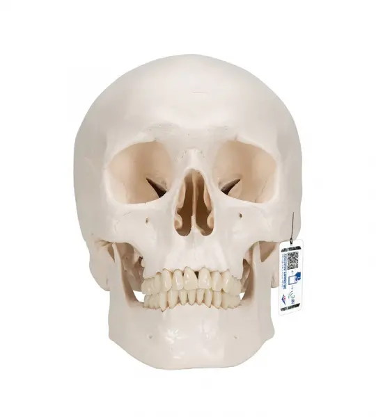 Classic Human Skull Model, 3 part