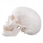 Classic Human Skull Model, 3 part
