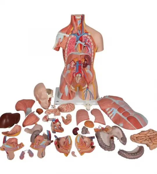 Deluxe Dual Gender Muscle Torso, 31-part