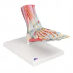 Foot Skeleton, Ligaments and Muscles