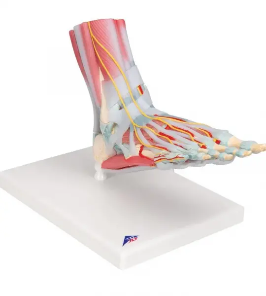 Foot Skeleton, Ligaments and Muscles