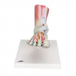 Foot Skeleton, Ligaments and Muscles