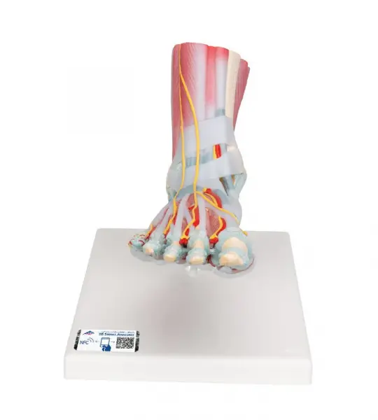 Foot Skeleton, Ligaments and Muscles