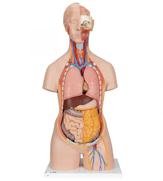 Genderless Torso with Opened Back, 18-part