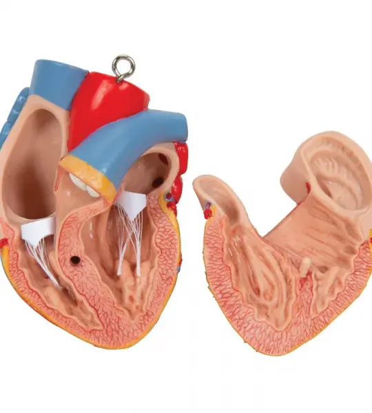 Genderless Torso with Opened Back, 18-part