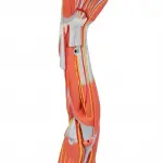 Muscle Arm Model, 6-part, 3-4 Life Size