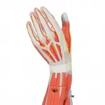 Muscle Arm Model, 6-part, 3-4 Life Size