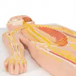 Nervous System Model, 1-2 life size