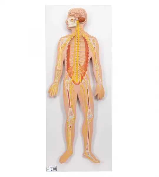 Nervous System Model, 1-2 life size