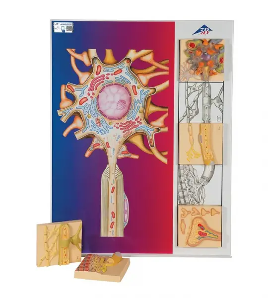 Physiology of Nerves Series, 5 magnetics - illustrated metal board