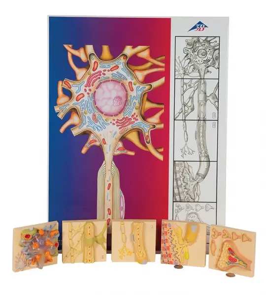 Physiology of Nerves Series, 5 magnetics - illustrated metal board