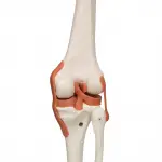 Sam Skeleton with Muscles and Ligaments on Pelvic Stand