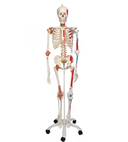 Sam Skeleton with Muscles and Ligaments on Pelvic Stand