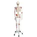Sam Skeleton with Muscles and Ligaments on Pelvic Stand
