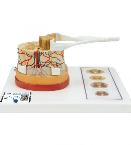 Spinal Cord Model 5 times Life Size