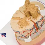 Spinal Cord Model 5 times Life Size