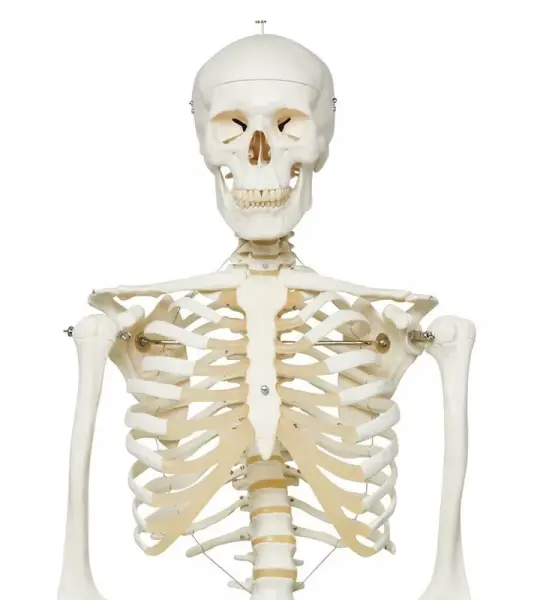 Stan Skeleton Model On Pelvic Stand