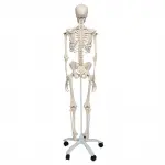 Stan Skeleton Model On Pelvic Stand