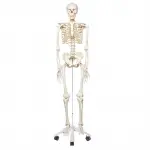 Stan Skeleton Model On Pelvic Stand