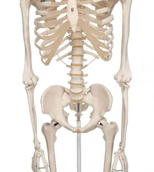 Stan Skeleton Model On Pelvic Stand