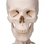 Stan Skeleton Model On Pelvic Stand