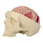 Brain Model and Partial Skull