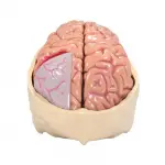 Brain Model and Partial Skull