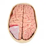 Brain Model and Partial Skull