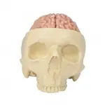 Brain Model and Partial Skull
