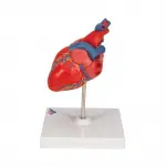 Classic Heart Model, 2-part
