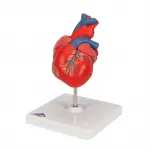 Classic Heart Model, 2-part