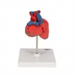 Classic Heart Model, 2-part