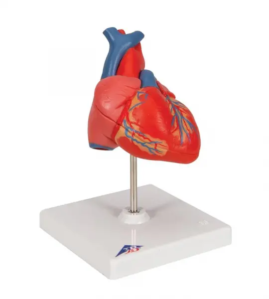 Classic Heart Model, 2-part