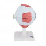 Eye Model, 5 times full-size, 6 part