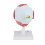 Eye Model, 5 times full-size, 6 part