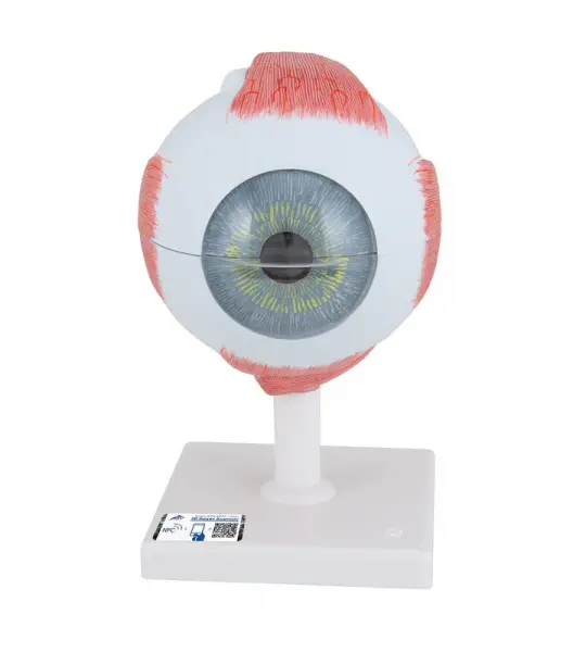Eye Model, 5 times full-size, 6 part