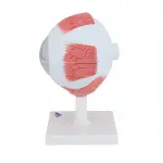 Eye Model, 5 times full-size, 6 part
