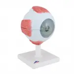 Eye Model, 5 times full-size, 6 part